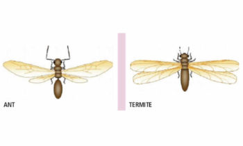 picture of ant and termite