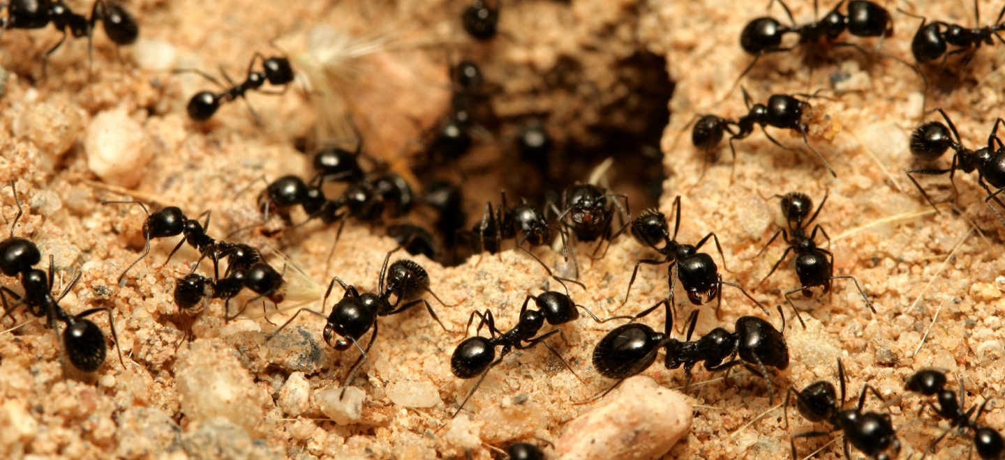 black ants on ant hill