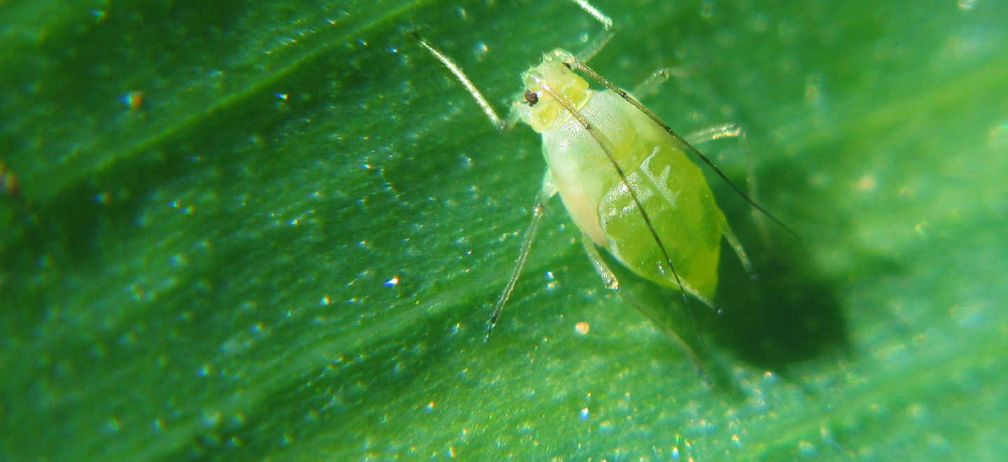 aphid on green leaf