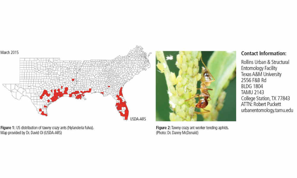 US Map of tawny crazy ants location in south