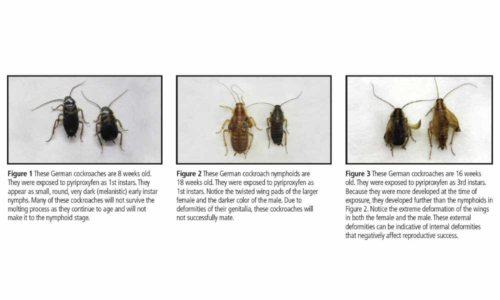 cockroaches exposed to pyriproxyfen